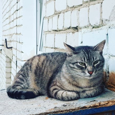 На балконе лежит полосатый кот, слева от кота кирпичная стена